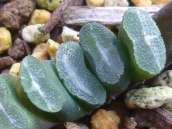 ◆ハオルチア　玉扇　'白拍子'◆サボテン・多肉・観葉