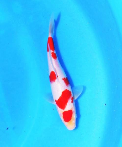 早期　立て鯉分譲　大日紅白　当才　２１ｃｍ　丸天模様の美鯉！　４月初旬の発送　または　泥池預かり可 昭和三色 明け2歳 錦鯉 ドイツ ヒレナガ 大日養鯉場