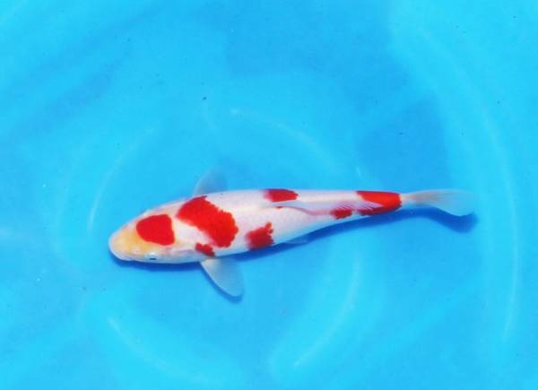 早期　立て鯉分譲　大日紅白　当才　２１ｃｍ　丸天模様の美鯉！　４月初旬の発送　または　泥池預かり可 昭和三色 明け2歳 錦鯉 ドイツ ヒレナガ 大日養鯉場