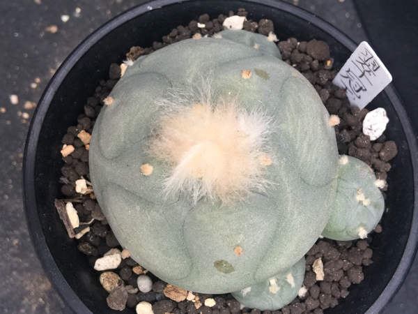 ロホホラ 翠冠玉 サボテン 多肉植物