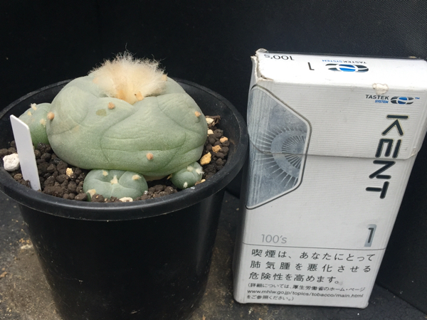 ロホホラ 翠冠玉 サボテン 多肉植物