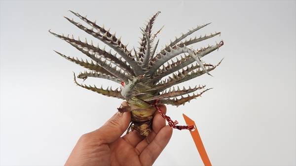 Qdyckia★ディッキア☆×Dyckia satit 18