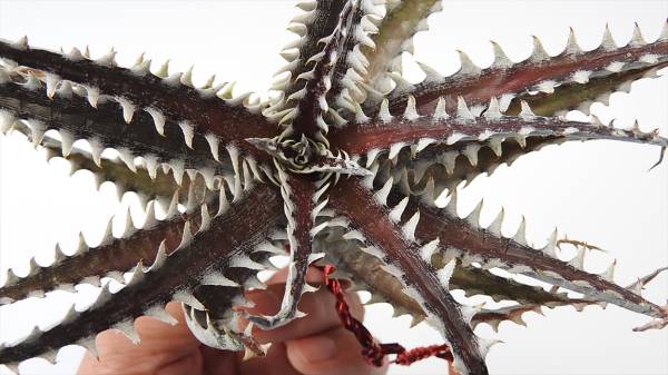 Qdyckia★ディッキア☆×Dyckia satit 18