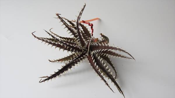 Qdyckia★ディッキア☆×Dyckia satit 18