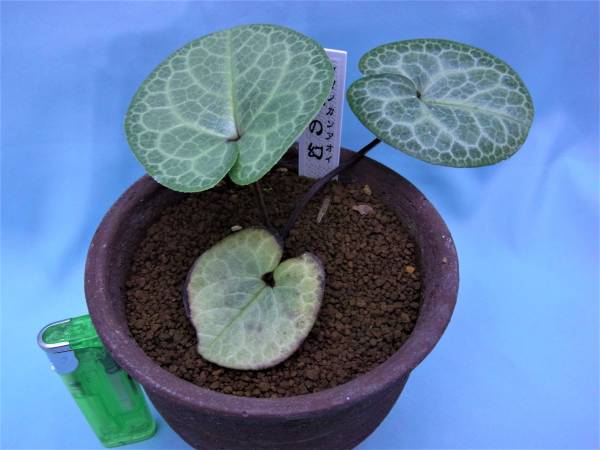 タマノカンアオイ　多摩の幻 タマノ カンアオイ 多摩の幻 (山野草・斑入り・ヤマシャクヤク・珍品）