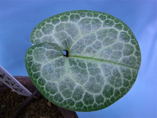 タマノカンアオイ　多摩の幻 タマノ カンアオイ 多摩の幻 (山野草・斑入り・ヤマシャクヤク・珍品）