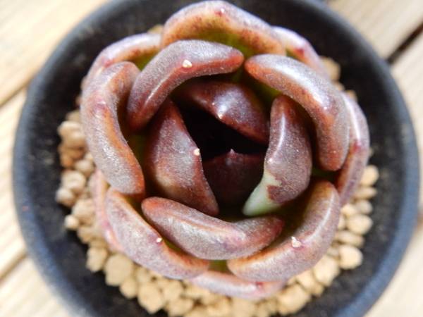★＾＾エケベリア　ブラッククイーン斑　多肉植物＾＾★