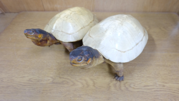 白い甲羅の亀 剥製2体セット その他 売買されたオークション情報 Yahooの商品情報をアーカイブ公開 オークファン Aucfan Com