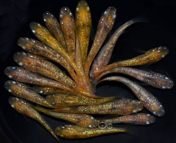 【丸玄】　赤渕ラメ若魚　上物　20匹　H10