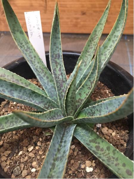 マクロアカンサ × マンフレダ 多肉植物 アガベ