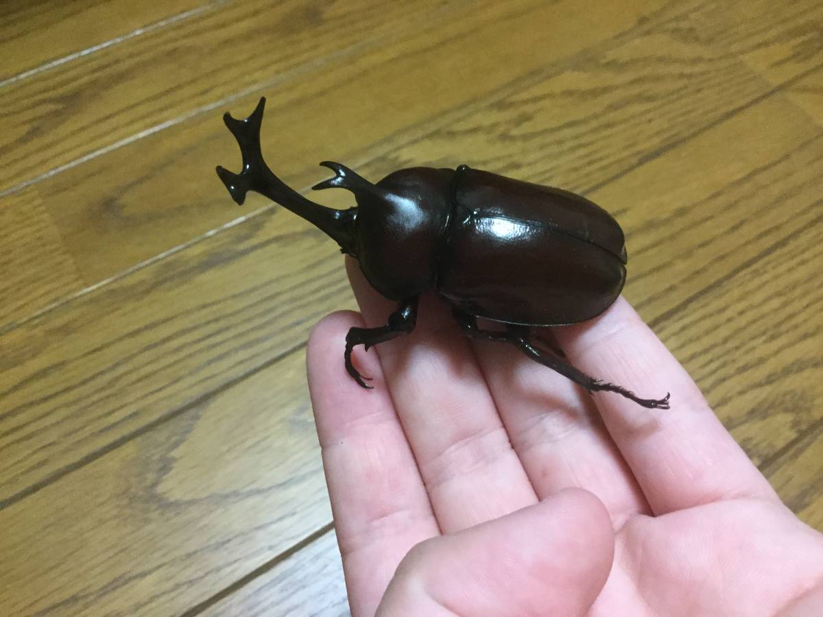 夏の風物詩 国産カブトムシ 幼虫頭セット 赤系 国産 売買されたオークション情報 Yahooの商品情報をアーカイブ公開 オークファン Aucfan Com