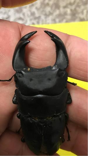 TRINIDAD 4 ♂単品 使用済