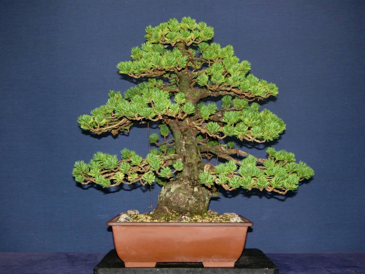 下館泰晃園○五葉松／瑞祥○樹高46cm○中品盆栽○○