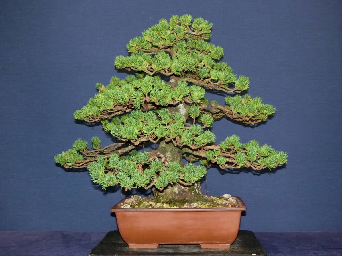 下館泰晃園○五葉松／瑞祥○樹高46cm○中品盆栽○○