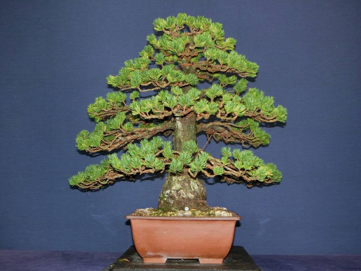 下館泰晃園○五葉松／瑞祥○樹高46cm○中品盆栽○○