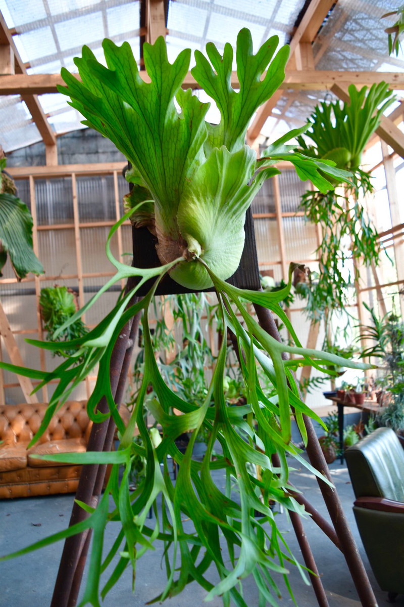 ★希少！綺麗！プラティケリウム コロナリウム コンパクト ビカシダコウモリラン★ 大株 P.coronarium thin fronds コロナリウム ビカクシダ コウモリラン