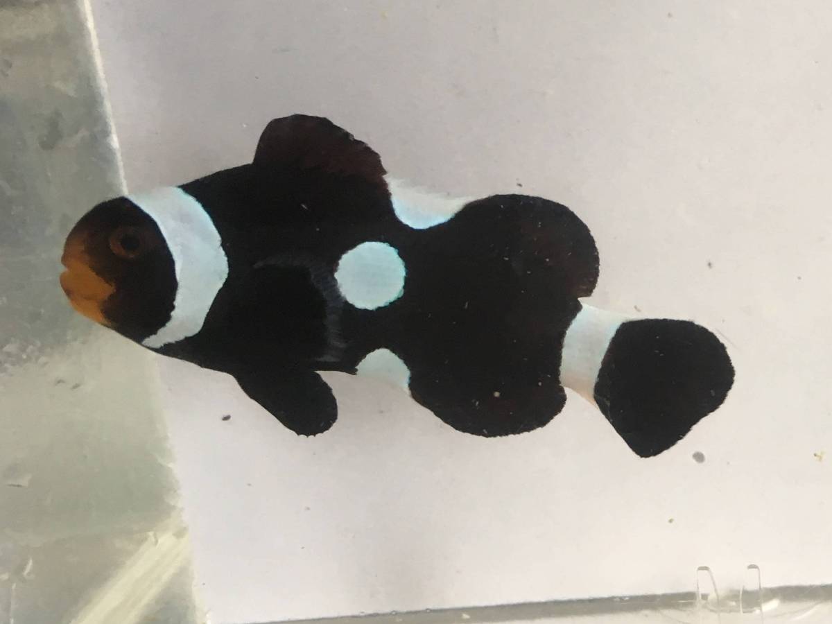 ブラックオセラリス 6 5cm 海水魚 売買されたオークション情報 Yahooの商品情報をアーカイブ公開 オークファン Aucfan Com
