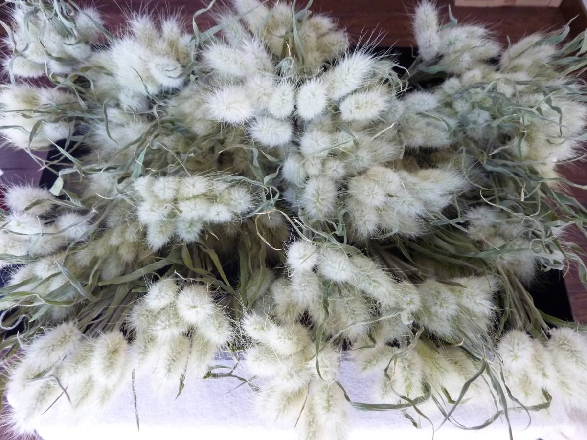 ☆ラグラス　バニーテール　うさぎのしっぽ_1