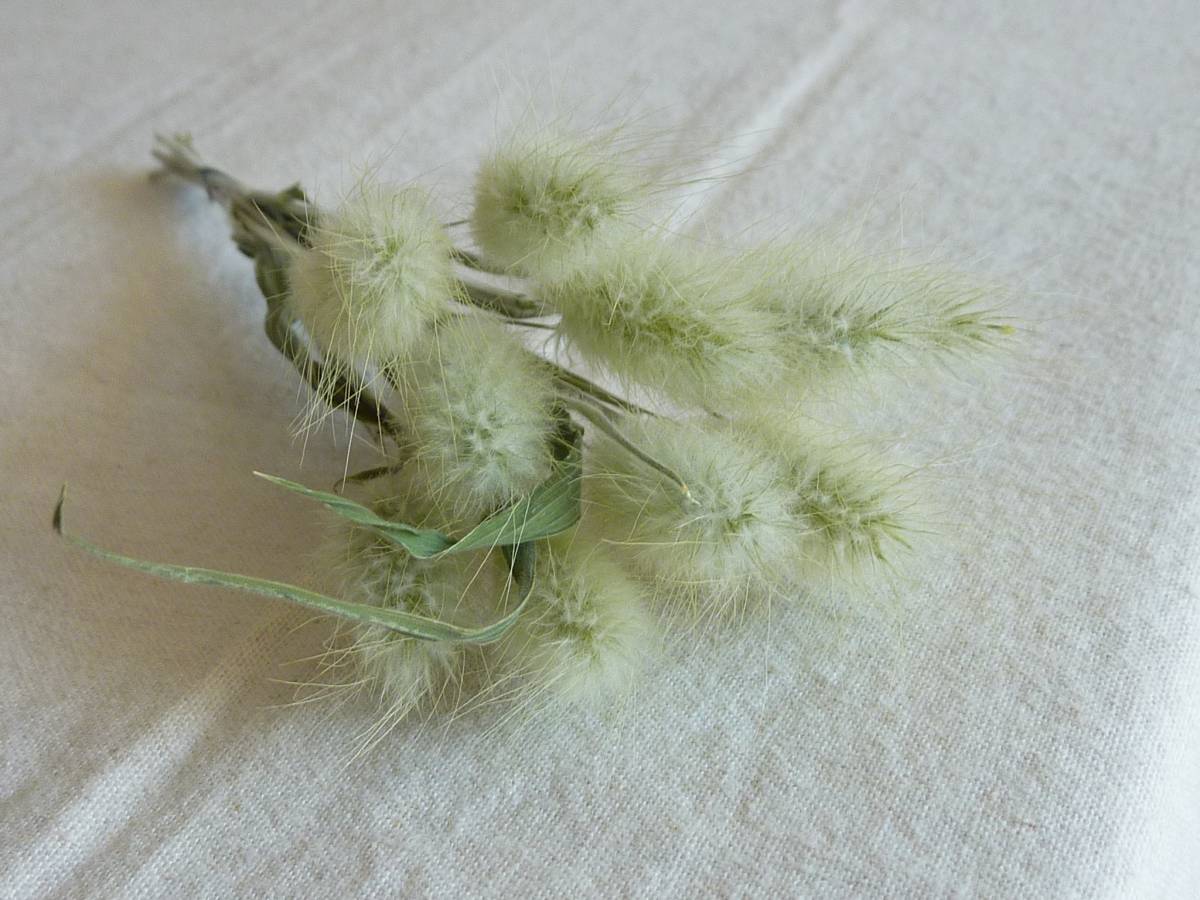 ☆ラグラス　バニーテール　うさぎのしっぽ_2