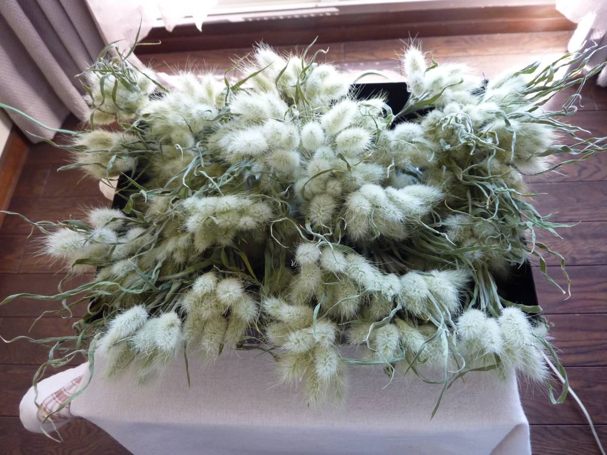 ☆ラグラス　バニーテール　うさぎのしっぽ_3