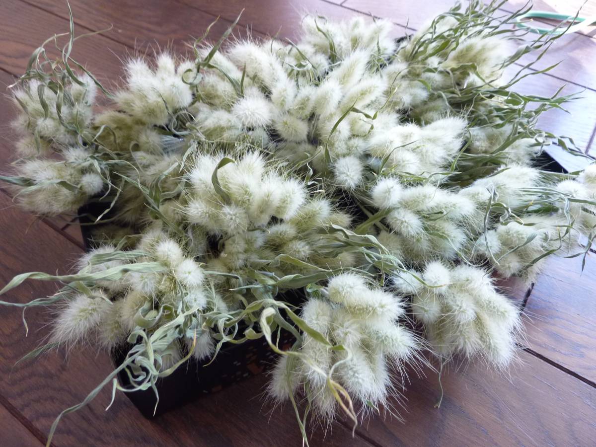 ☆ラグラス　バニーテール　うさぎのしっぽ_5