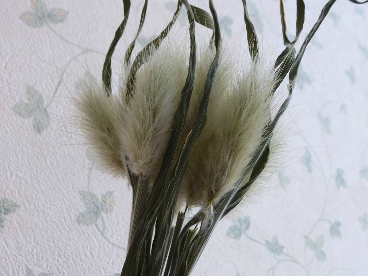 ☆ラグラス　バニーテール　うさぎのしっぽ_6