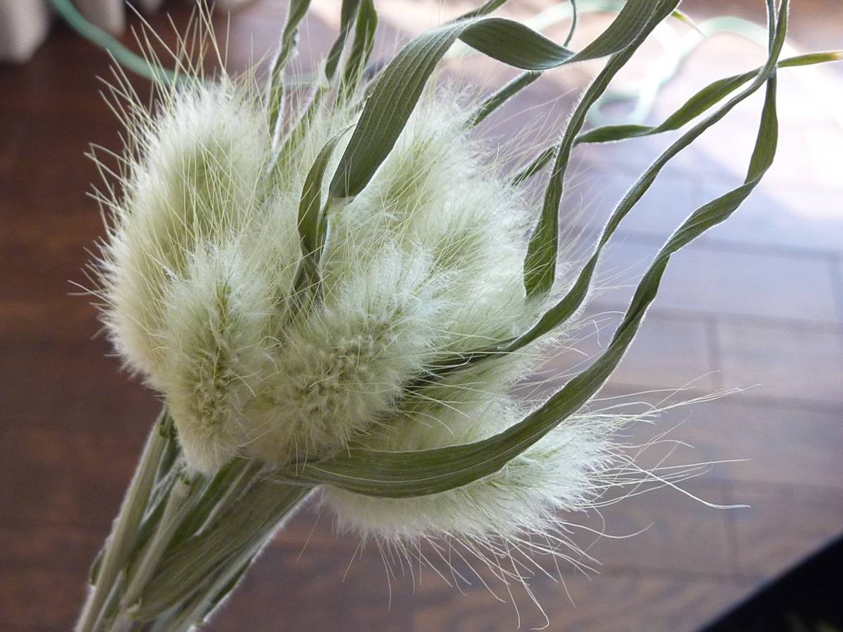 ☆ラグラス　バニーテール　うさぎのしっぽ_7