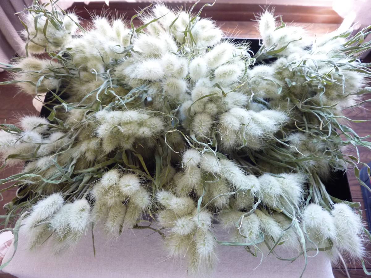 ☆ラグラス　バニーテール　うさぎのしっぽ_8