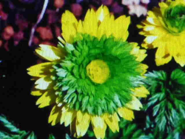 h250420374.1