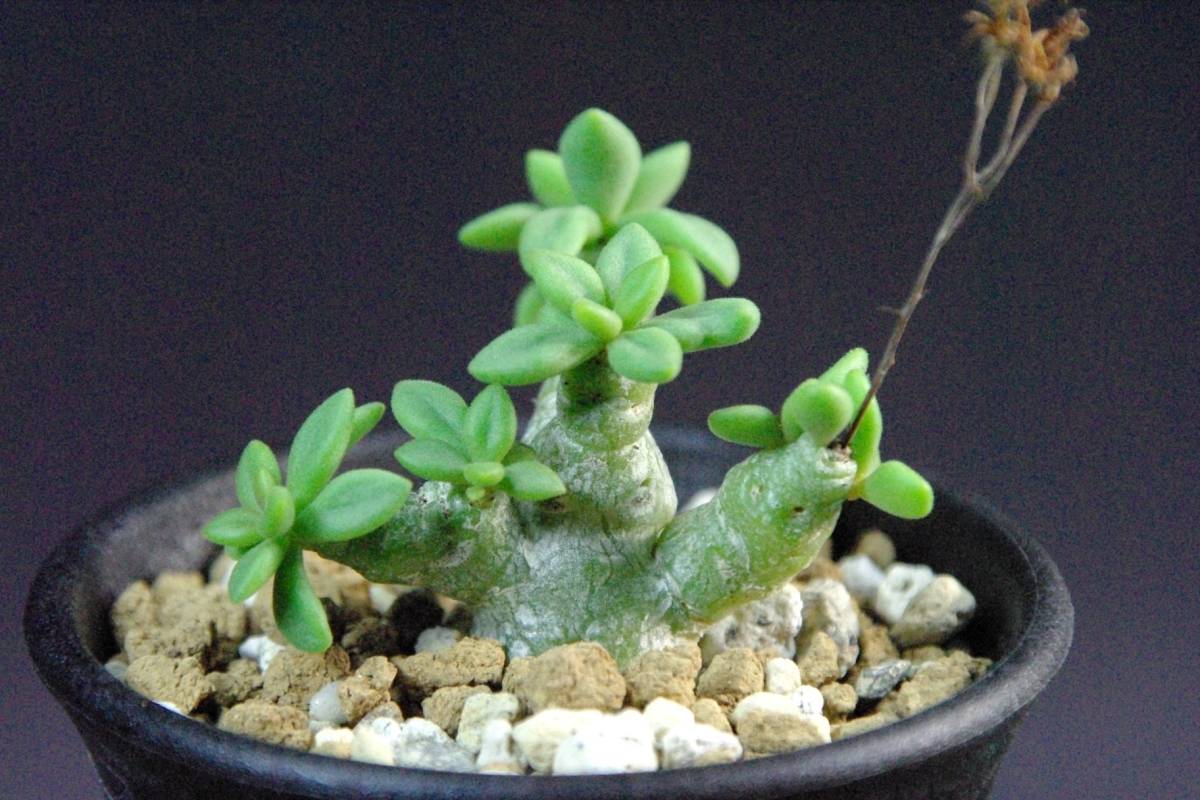 チレコドン デシピエンス Tylecodon decipiens