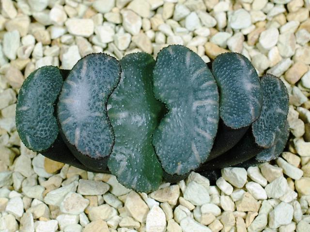 多肉植物　ハオルチア　玉扇　白泉