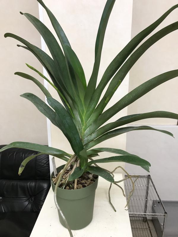 洋蘭 Angcm.Veitchii 'Orchidglade'