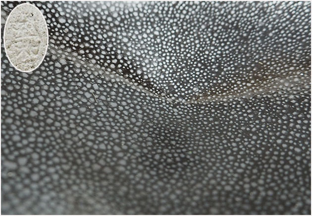 【MKA】木村盛和 油滴天目釉茶盌 真作保証