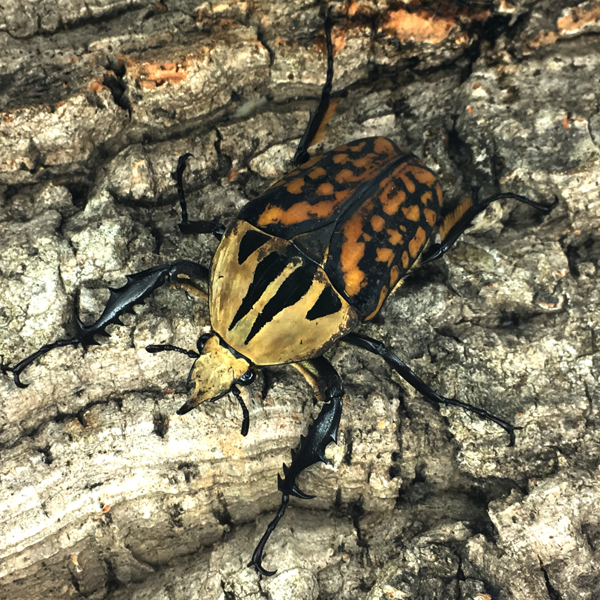 貴重標本】インド産 バラデバマルバネクワガタNeolucanus baladeba