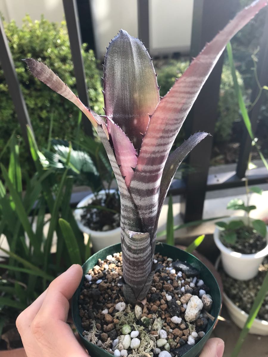 ビルベルギア スモークスタック