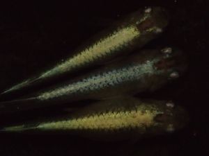 岐阜ペパーミント 純金メダカ 金兜の子! 1ペア 完成度60％ №22