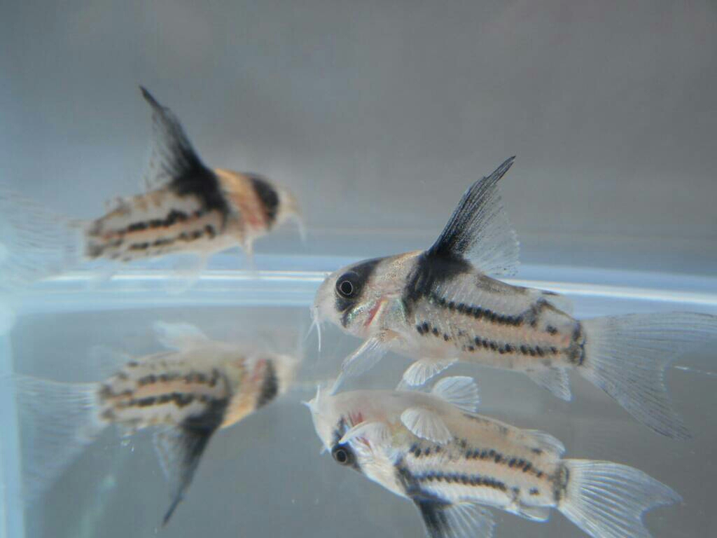 コルレア 3匹 ±3.5cm 死着補償あり 熱帯魚 コリドラス 国産ブリード 