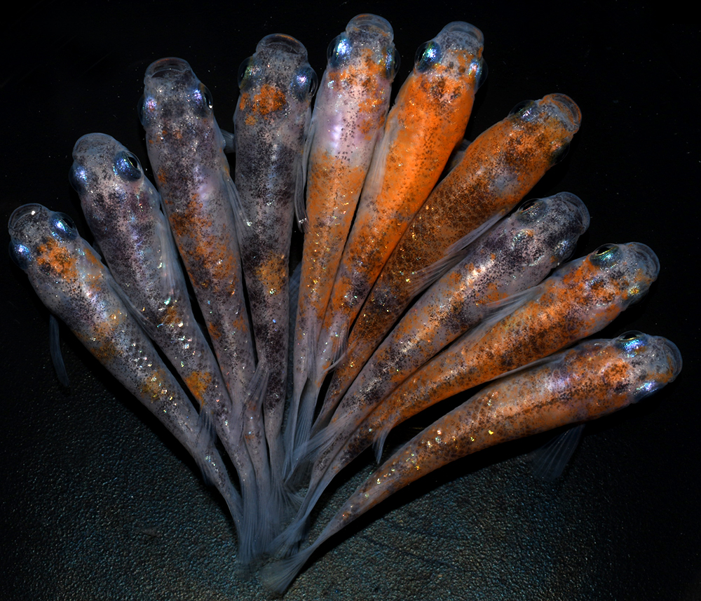 【丸玄】　三色ラメ　新系統　10匹　R２