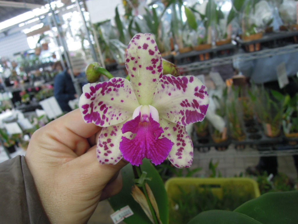 洋蘭　原種　カトレア　C. amethystoglossa