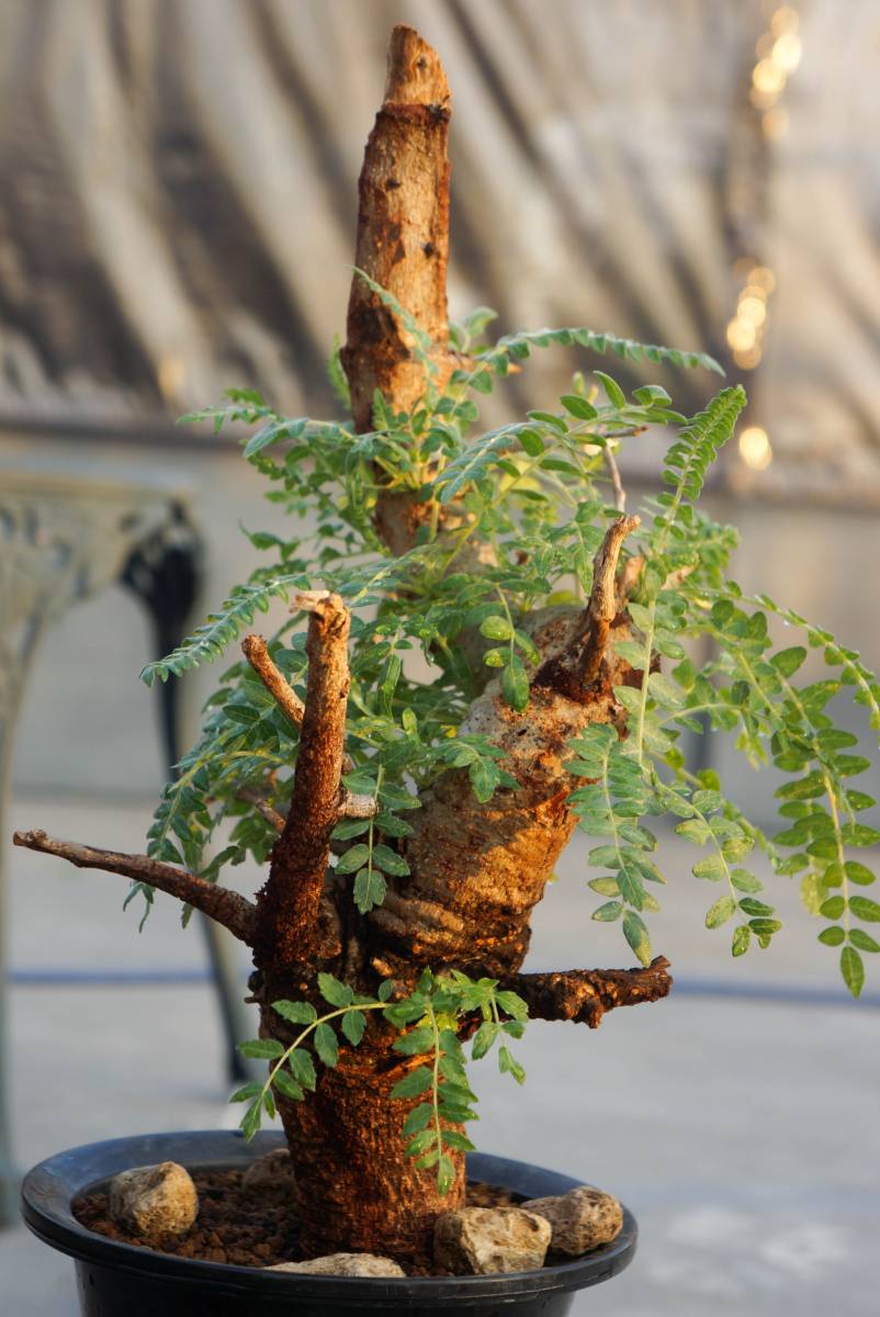 Boswellia neglecta(ボスウェリア・ネグレクタ) コレクション株