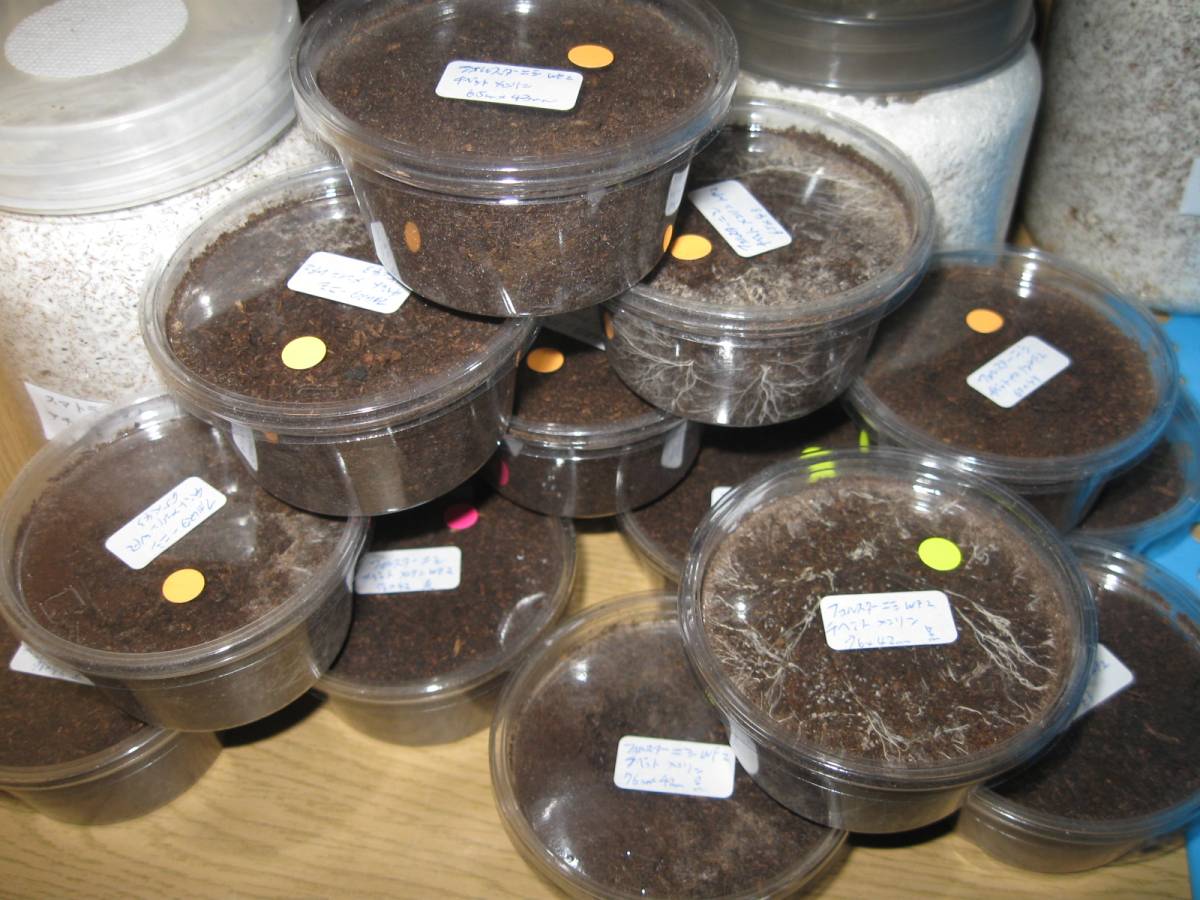 【ＤＨＢ】超激安　限定　希少種フォルスターsspニシ幼虫３頭set