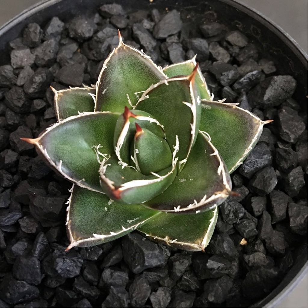 アガベ 王妃笹の雪Ａ型