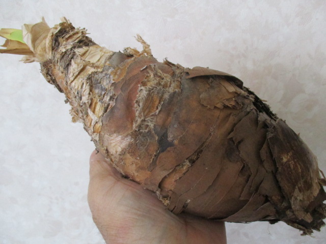 ブーファン　ハエマンソイデス　Boophane haemanthoides 中球