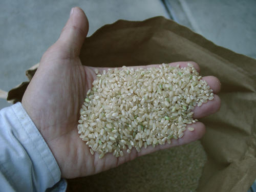 ☆生産直売☆ 29年産 ミルキークイーン玄米30kg (10kg×3袋) 精米無料