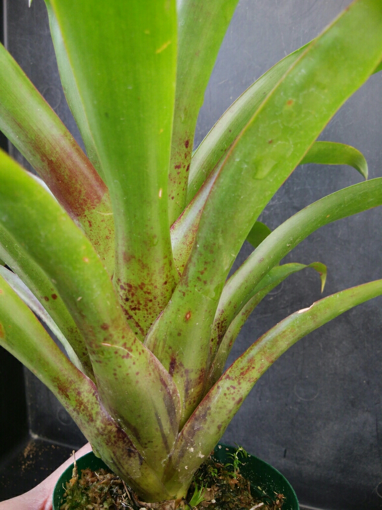 植物好きにジワジワ浸透中！「ブロメリア」って何？ ブロメリア