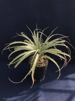 プヤ ベルテロニアナ Puya ハウス整理原種作りこみ大株 プヤ