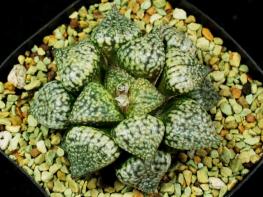  多肉植物 ハオルチア ピクタ 塚5&times;パール 実生未繁殖苗(サボテン)｜売買されたオークション情報、yahooの商品情報をアーカイブ公開 - オークファン サボテン