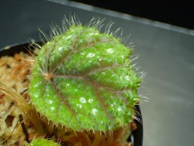 超希少！初出しBegonia sp. 原種ベゴニア 毛ベコ