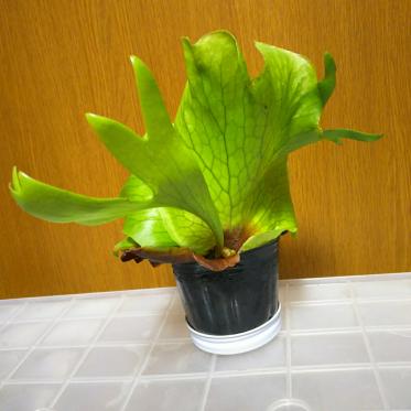 コロナリウム・チャンタブリ 葉脈 Platycerium coronarium 