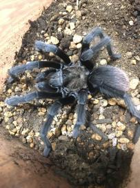 リオグランデゴールド ♂Aphonopelma moderatum レア タランチュラ